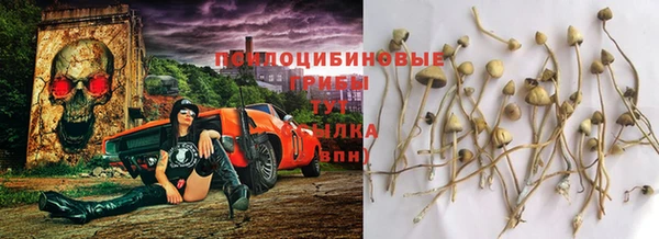 PSILOCYBIN Балахна